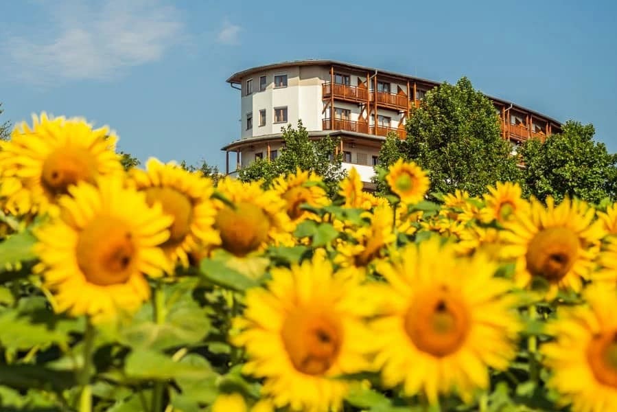 Anischt aus dem wunderschönen Sonnenblumenfeld Hotel Larimar