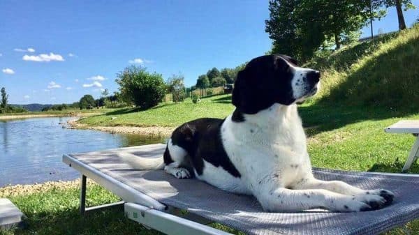 Urlaub mit Hund im Südburgenland