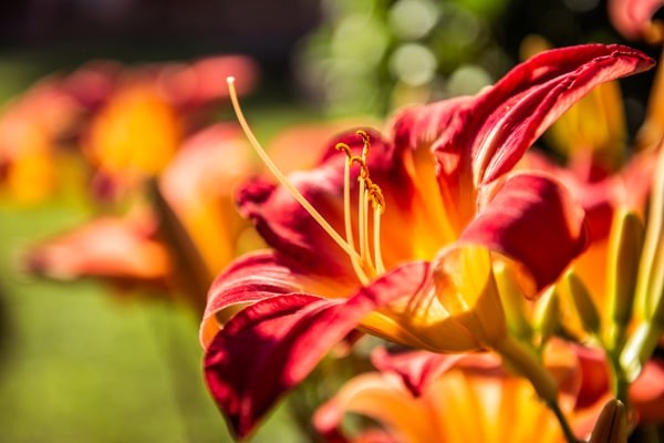 Larimar-Garten-Blume