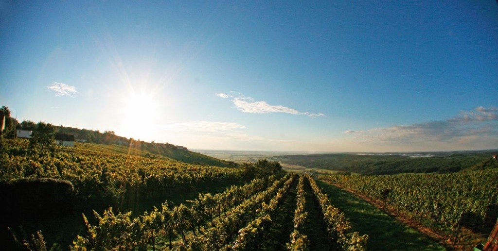 Weinregion Eisenberg Sonne © GTRS
