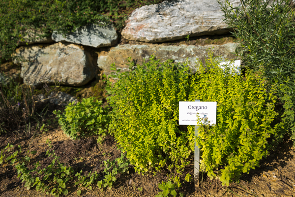 Oregano im Heilkräutergarten