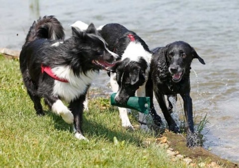 Hunde plantschen im Larimar Teich