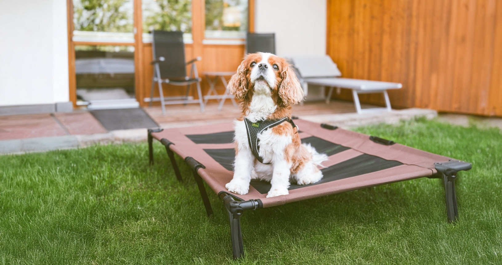 Hund im Doppelzimmer Garten