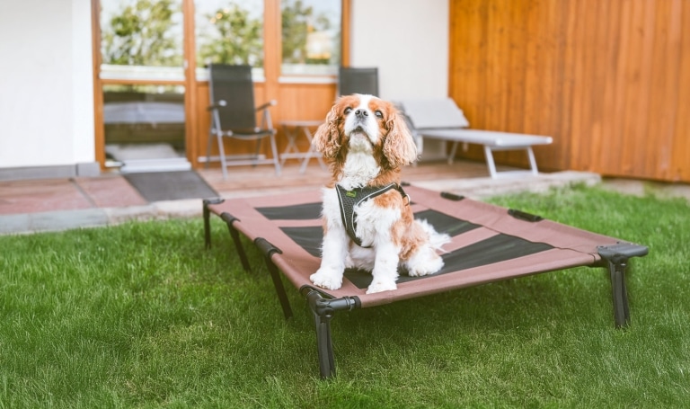 Hunde-Doppelzimmer-Garten-KI-erweitert Hund im Doppelzimmer Garten
