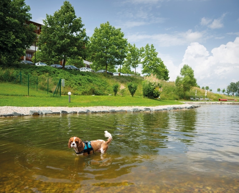Hund-Schwimmteich-im-Hotel-Larimar-in-Österreich