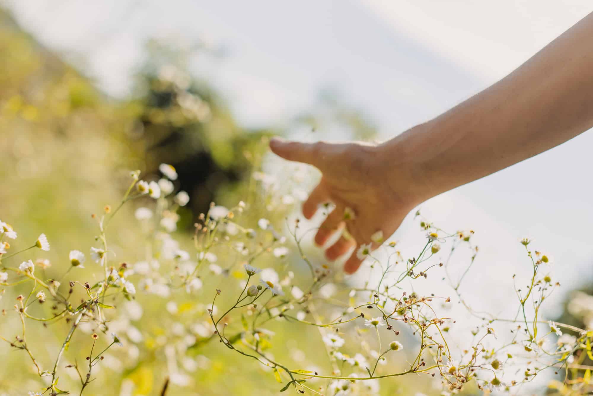 Garten-Blumen-Freude