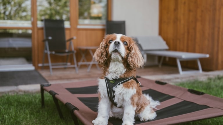 Hotelhund Toni im Garten des Doppelzimmers