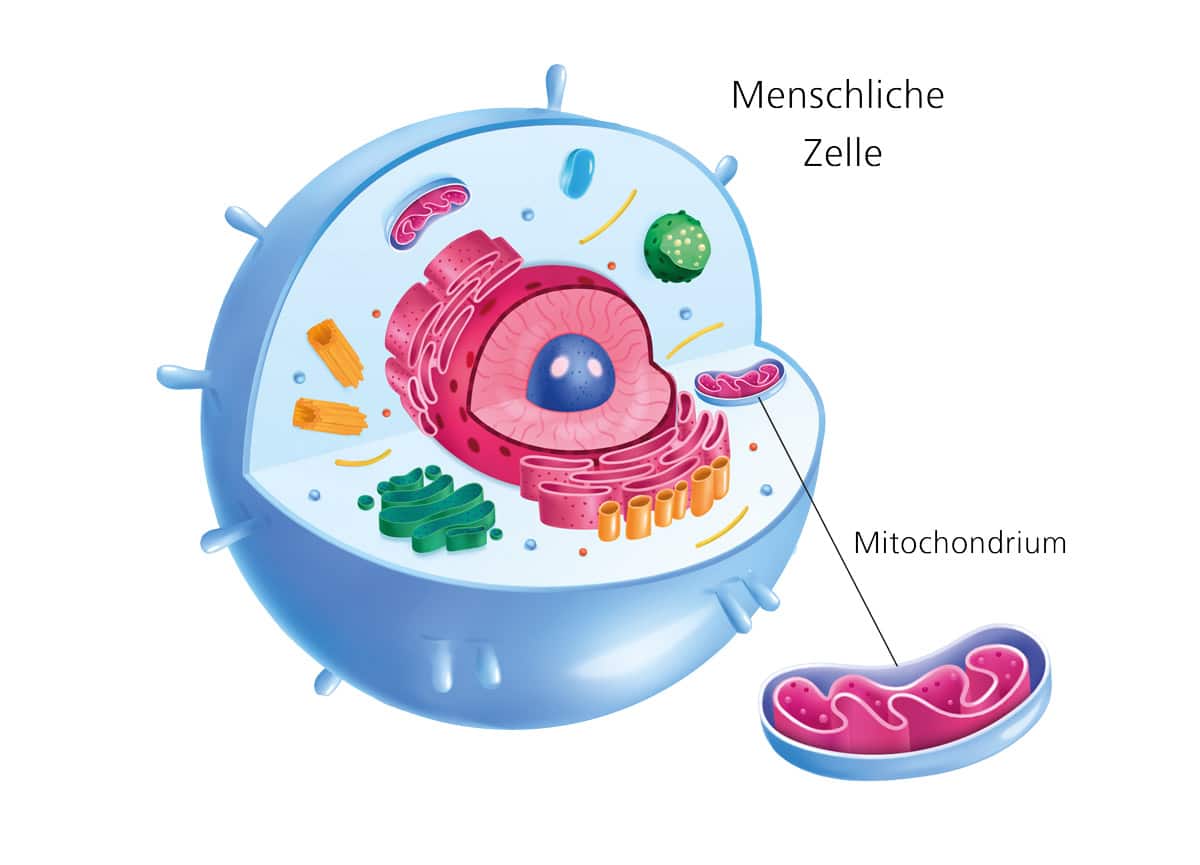 Zelle und Mitochondrium